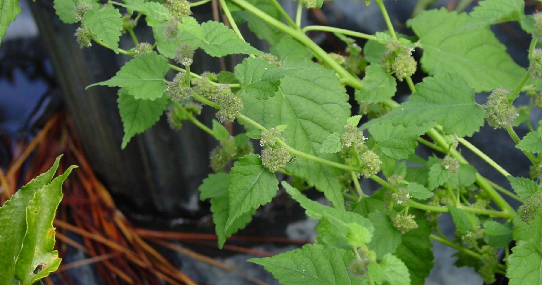 Master Gardener: Mulberryweed spreads quickly, so try to catch it early - Vimarsana News