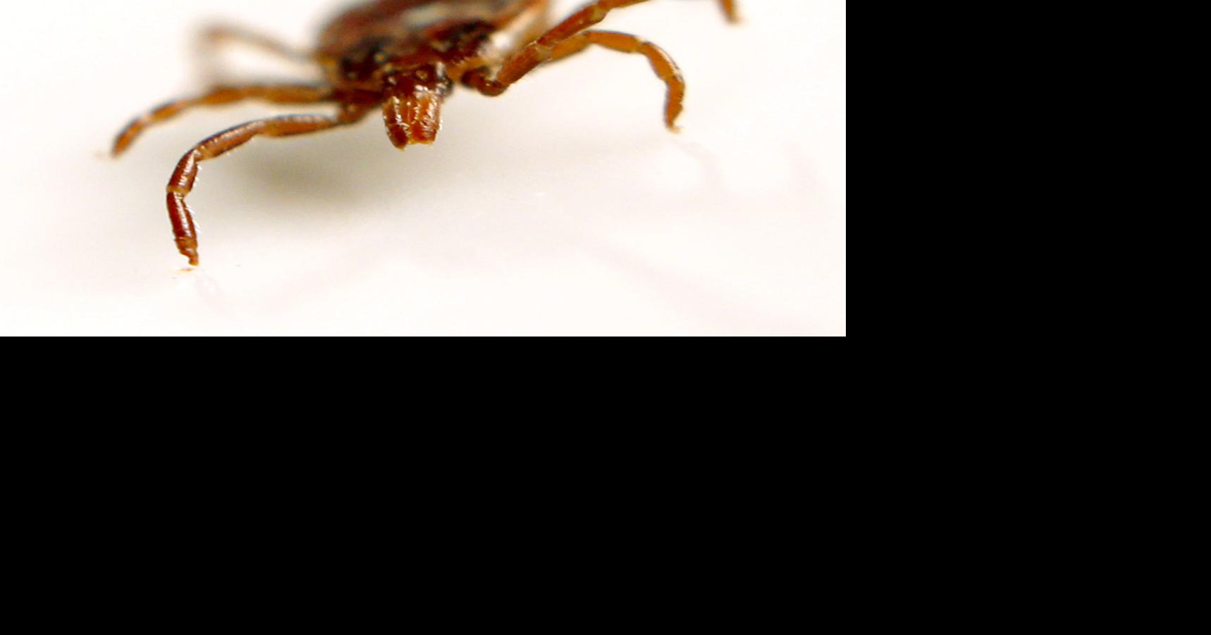 Free tick testing starts today in Oklahoma: 'Help us learn more about ...