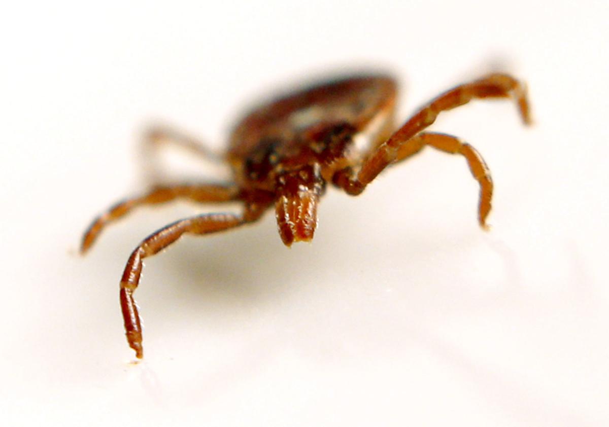 Free tick testing starts today in Oklahoma 'Help us learn more about