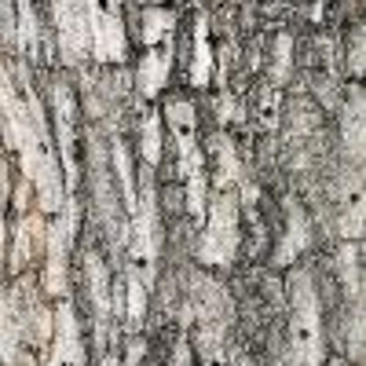 Master Gardener Insect Borers Can Cause Extensive Damage To Trees