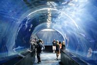 Oklahoma Aquarium sharks