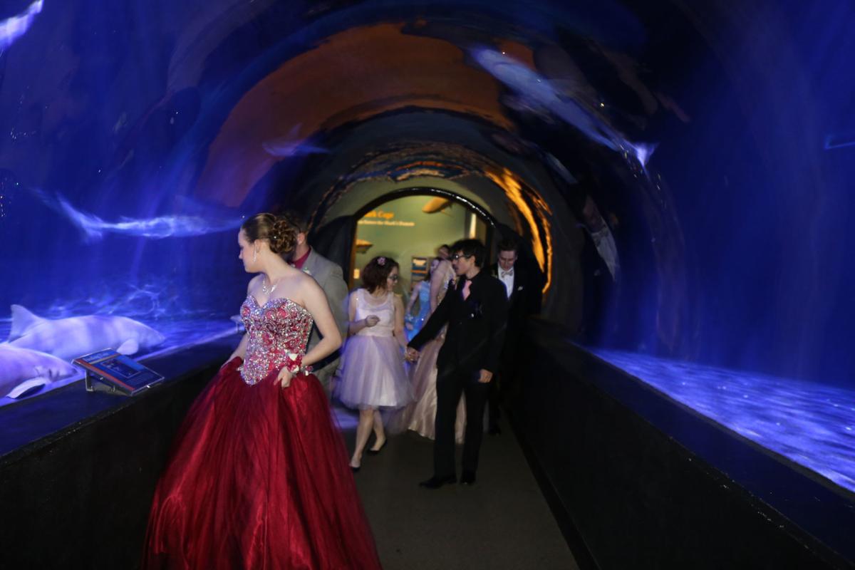 Photo Gallery The Oklahoma Aquarium through the years Gallery