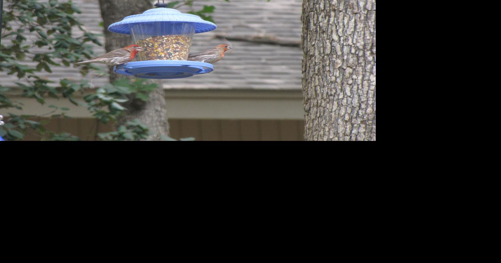 Master Gardener: Tips to make your yard a haven for birds
