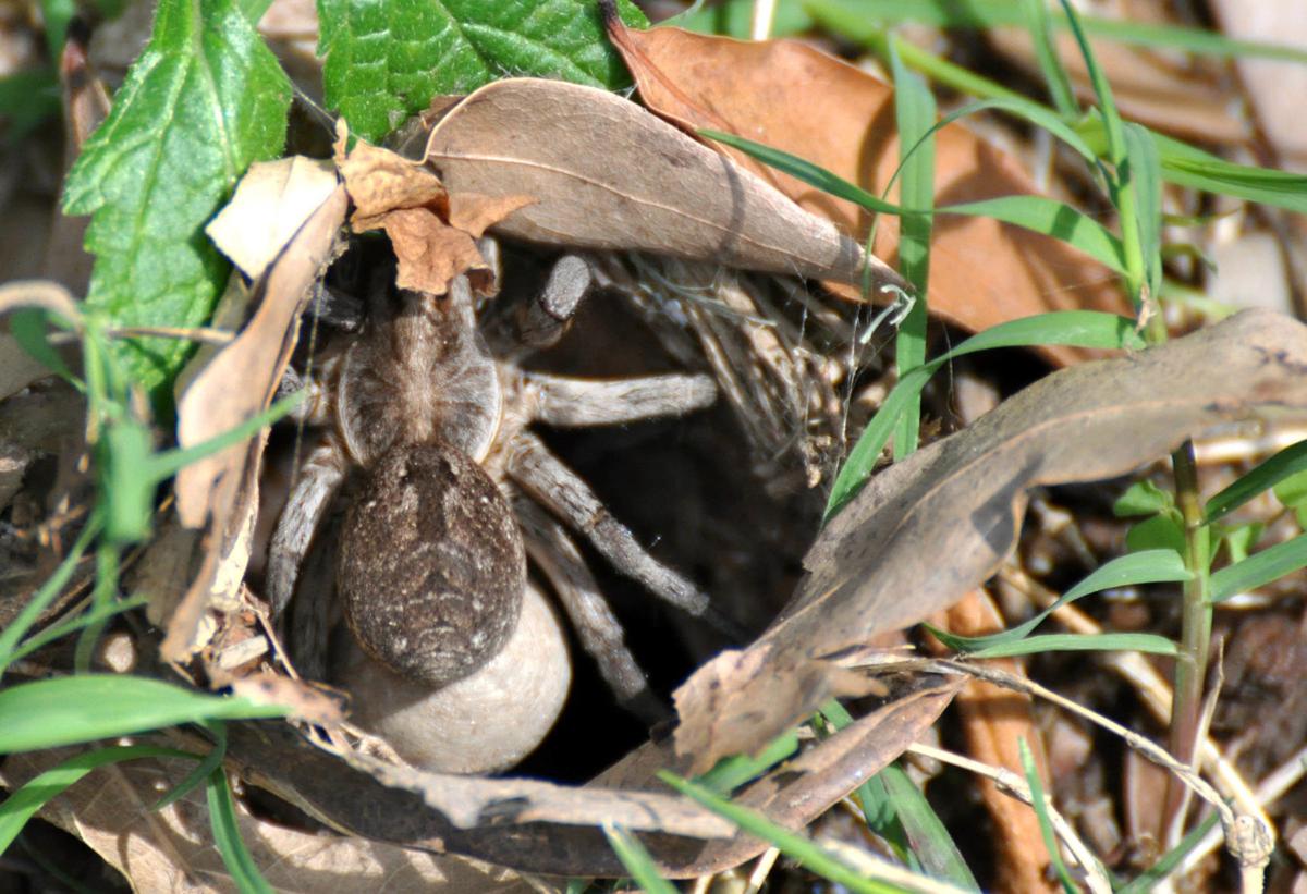 The World Around You Wolf Spiders Friendly Hunters In The Grass Have Their Eyes On You Sports News Tulsaworld Com