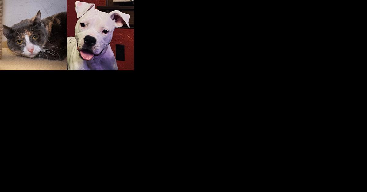 Pawsitively adorable: Meet 41 adoptable dogs and cats looking for love in the Tulsa area - Vimarsana News
