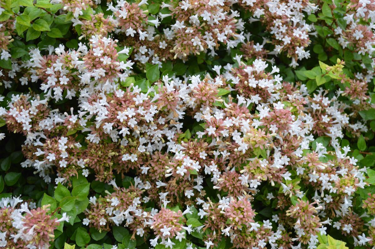 Barry Fugatt Every Garden Needs These New Shrubs Home Garden Tulsaworld Com