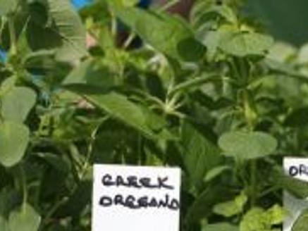 Jenks Herb And Plant Festival 2022