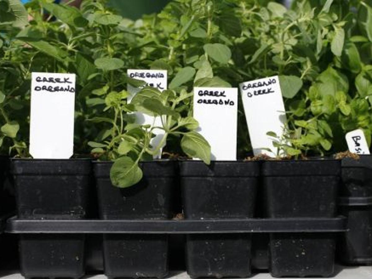 Area Herb Festivals Kick Off With Herb Day In Brookside On Saturday Food Cooking Tulsaworld Com Jenks Herb And Plant Festival 2022