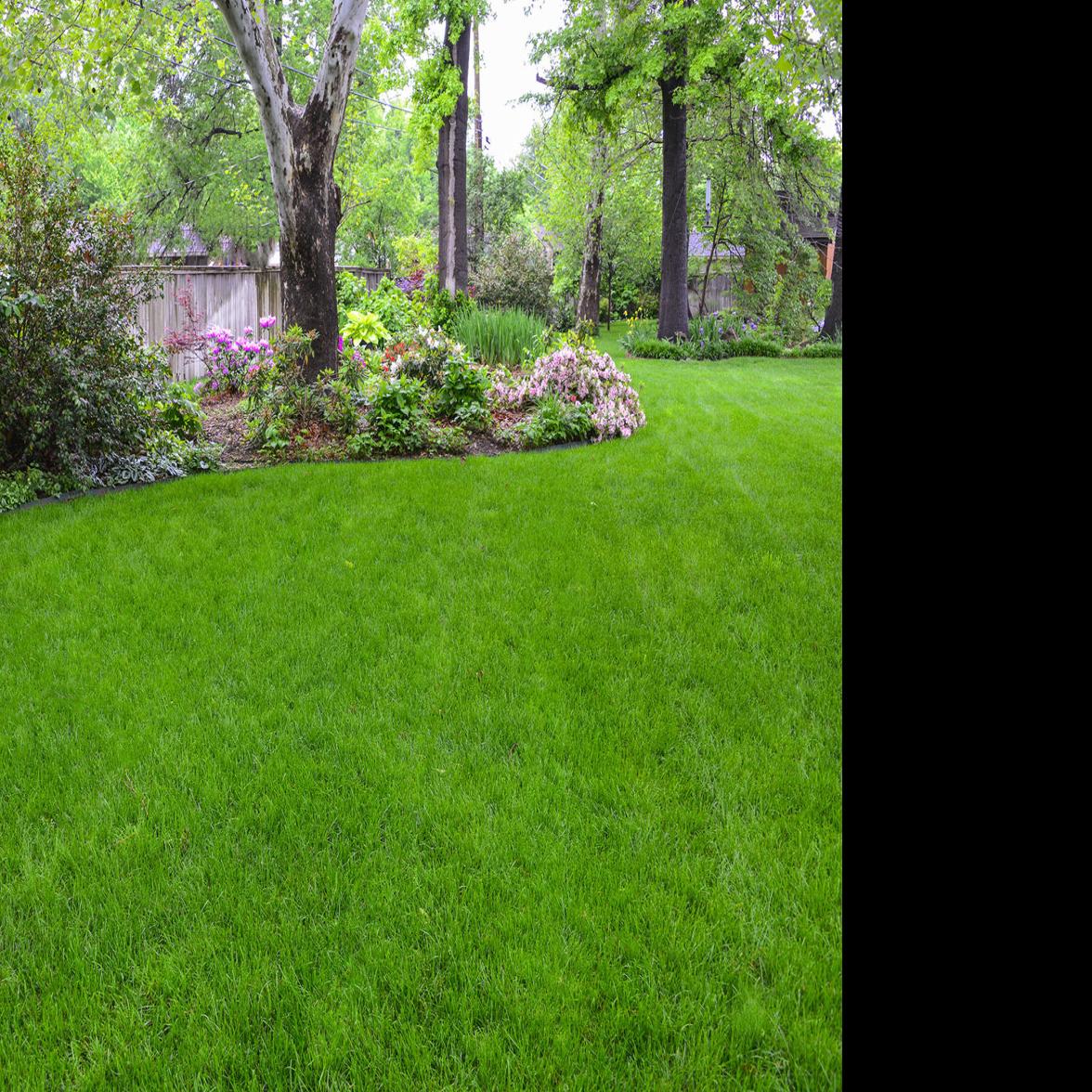 Master Gardener Use These Tips To Keep Fescue Healthy In Summer Heat Home Garden Tulsaworld Com