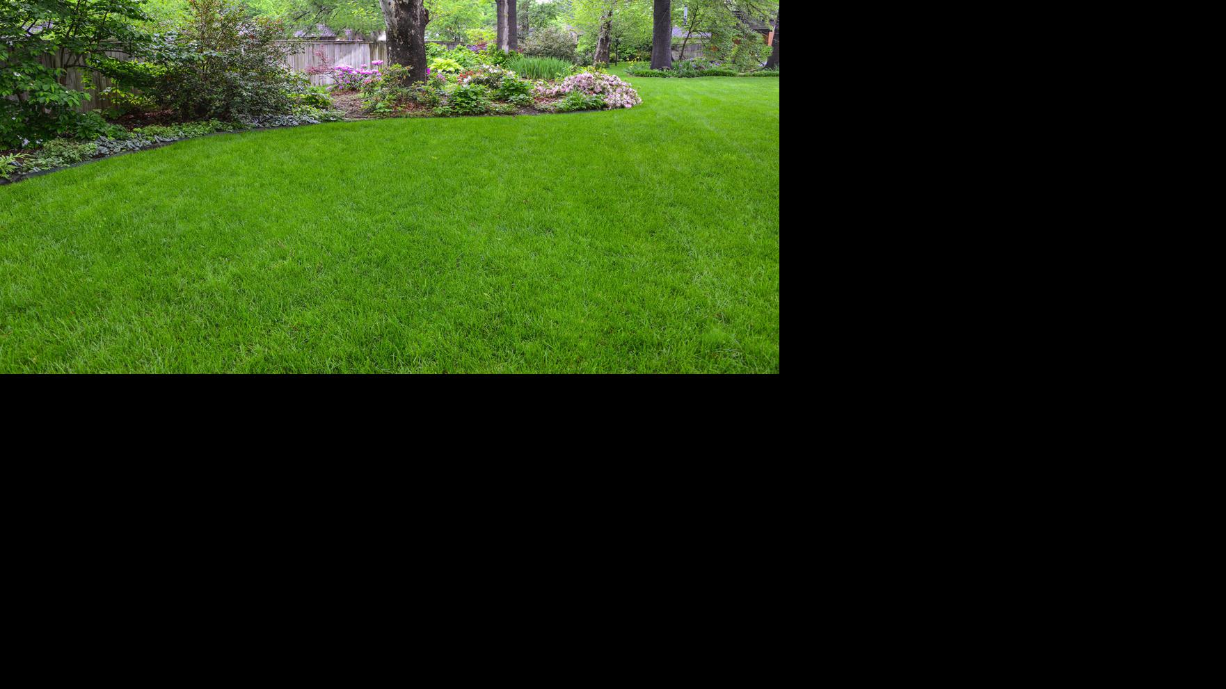 Master Gardener Use These Tips To Keep Fescue Healthy In Summer Heat Home Garden Tulsaworld Com