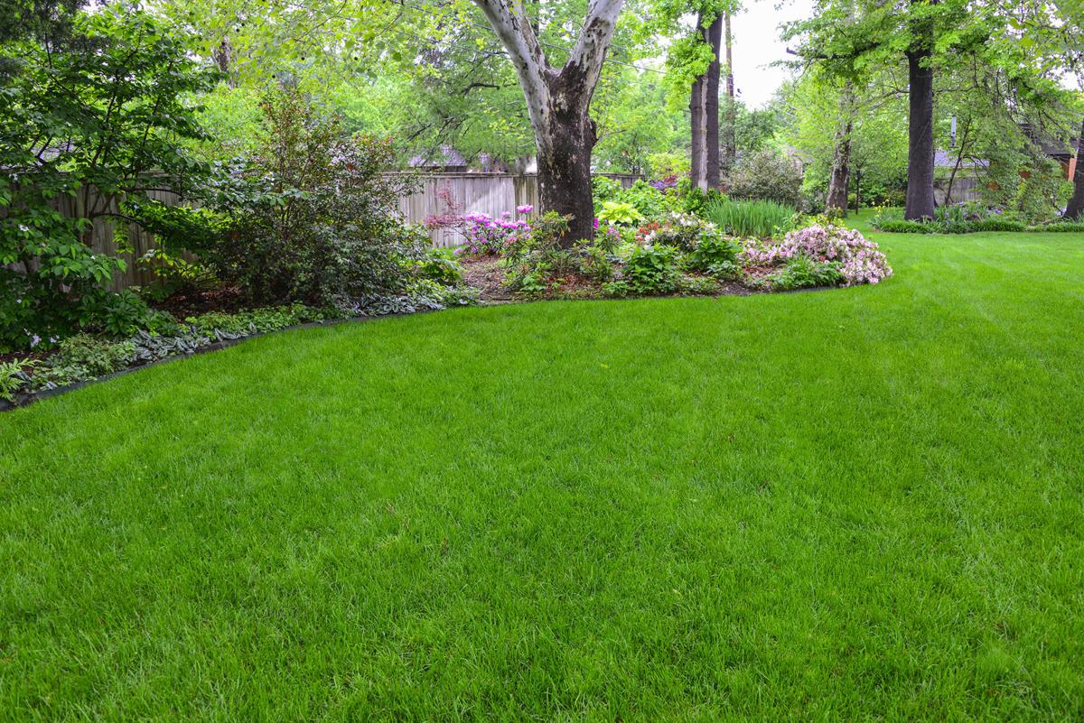 Master Gardener Use these tips to keep fescue healthy in summer heat