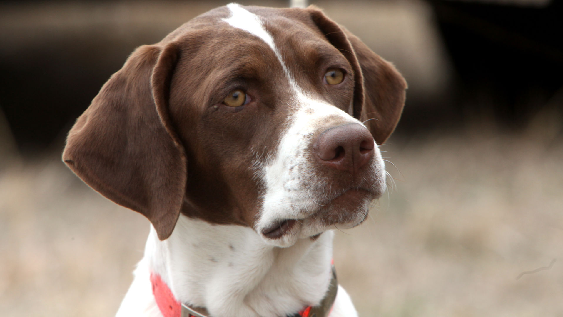 Brookside best sale gun dogs