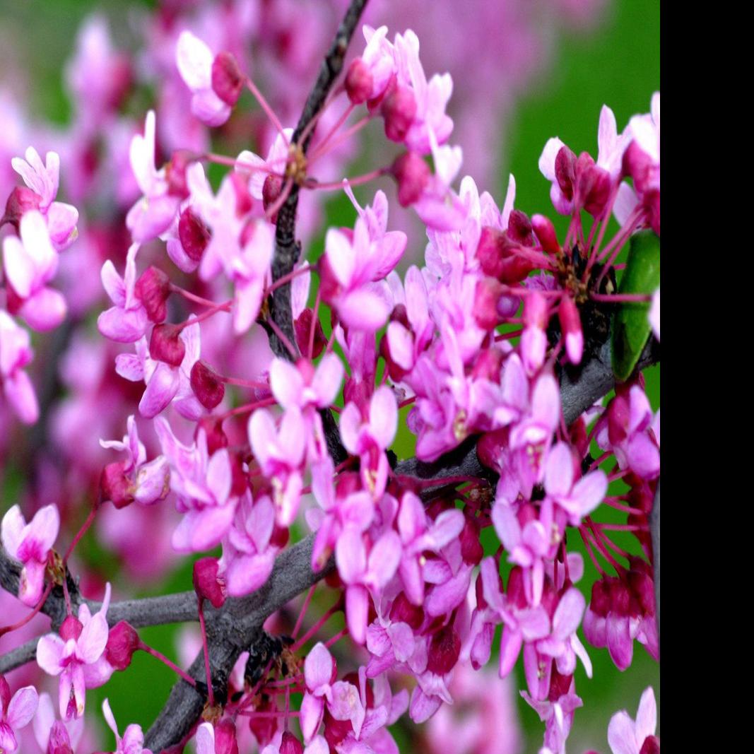 Barry Fugatt Redbud Wins Battle For State Tree Home Garden Tulsaworld Com Several indigenous cultures existed in the area before the first european visited in 1541. barry fugatt redbud wins battle for