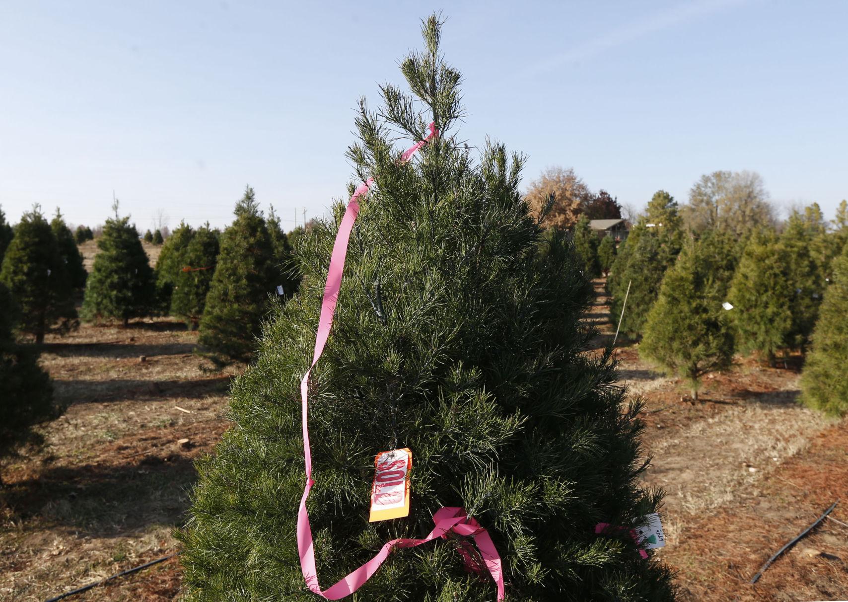 owasso christmas tree farm doesn t expect to feel the pain owasso christmas tree farm doesn t expect to feel the pain