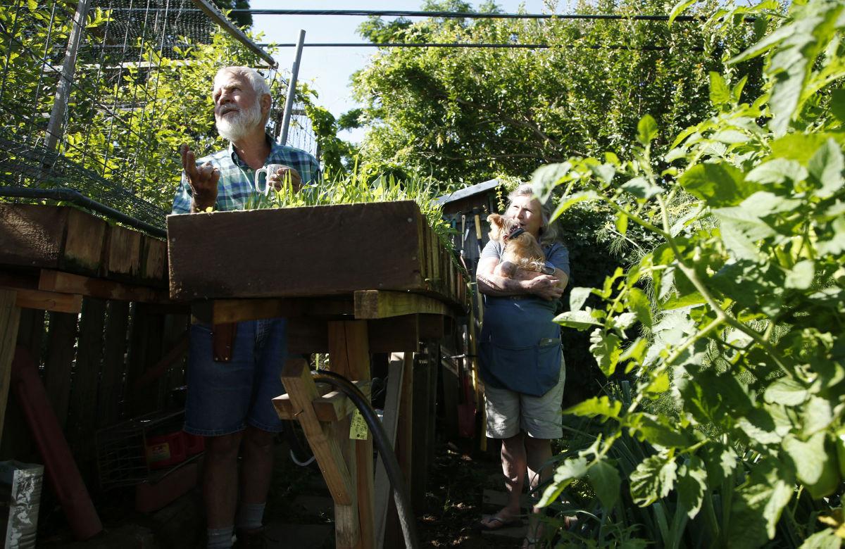 Edible garden fills backyard with raised beds, rows and ...