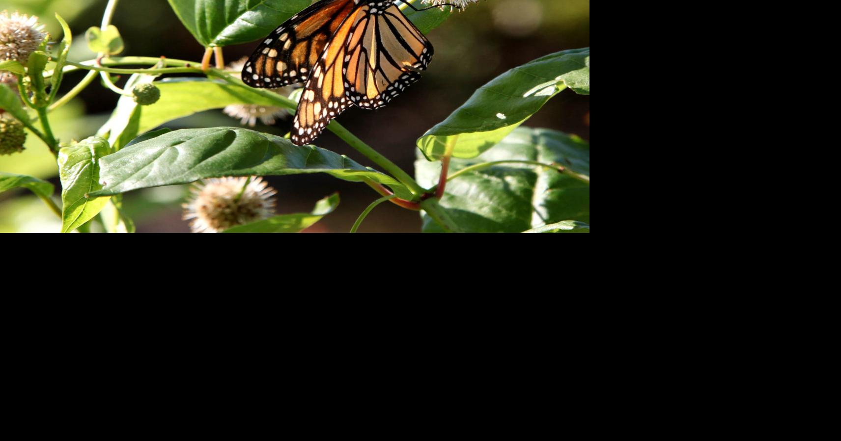 Master Gardener: How to support dwindling monarch butterfly populations