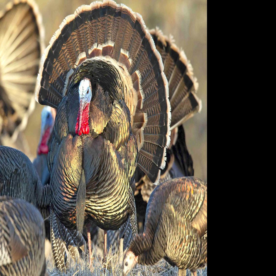 Kelly Bostian Tough Season Ahead Here Are 10 Tips For Spring Turkey Season Scouting Sports News Tulsaworld Com