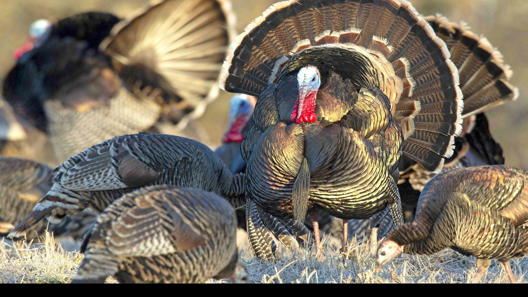 Kelly Bostian Tough Season Ahead Here Are 10 Tips For Spring Turkey Season Scouting Tulsaworld Com