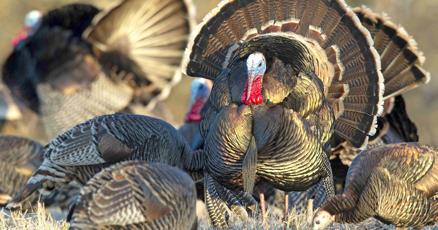 Kelly Bostian Tough Season Ahead Here Are 10 Tips For Spring Turkey Season Scouting Sports News Tulsaworld Com Kelly Bostian Tough Season Ahead Here Are 10 Tips For Spring Turkey Season Scouting Sports News Tulsaworld Com