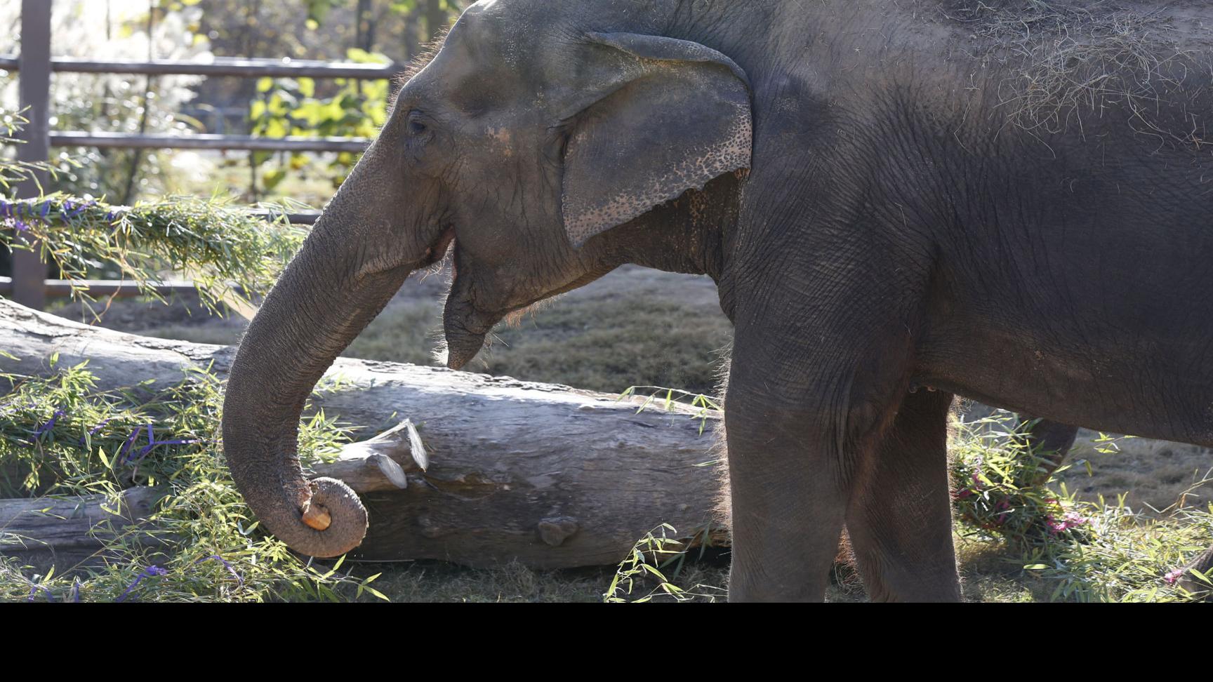 Tulsa Zoo Announces Death Of Gunda The Elephant Local News Tulsaworld Com #gunda, il nuovo film di #victorkossakovsky, prodotto dal premio oscar #joaquinphoenix e presentato nella sezione fuori concorso nella categoria #tffdoc al da poco conclusosi 38° @torinofilmfest. tulsa zoo announces death of gunda the