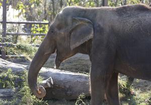 Tulsa Zoo's longest resident, Gunda the Asian elephant, celebrates her 67th birthday