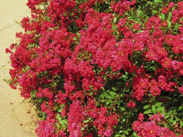 Series of crape myrtles can razzle dazzle any garden