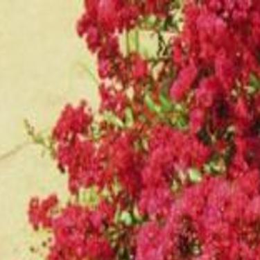 Series Of Crape Myrtles Can Razzle Dazzle Any Garden Home Garden Tulsaworld Com