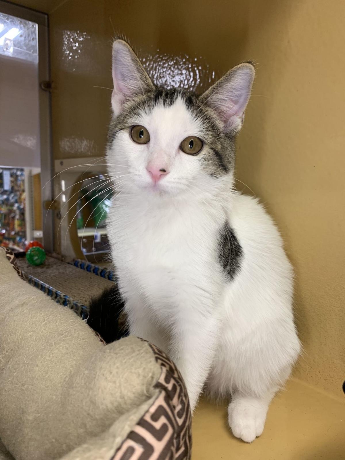 Pawsitively Adorable 94 Cats And Dogs Looking For Love Photo