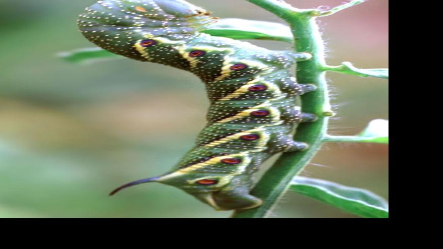 Master Gardener: More options for Earth-friendly pest control | Home & Garden