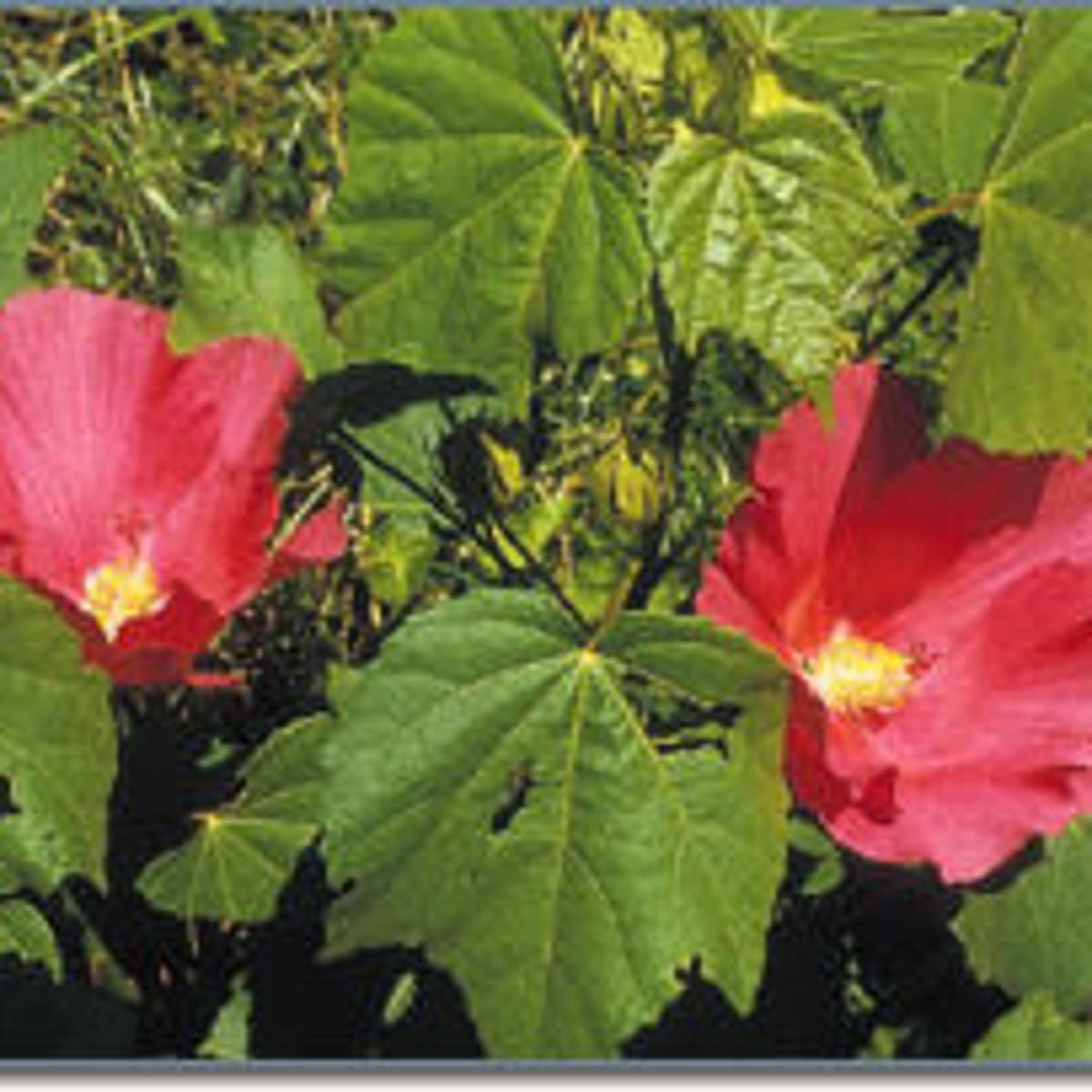 Garden World Confederate Rose A Gardener S Best Friend In Summer Archive Tulsaworld Com