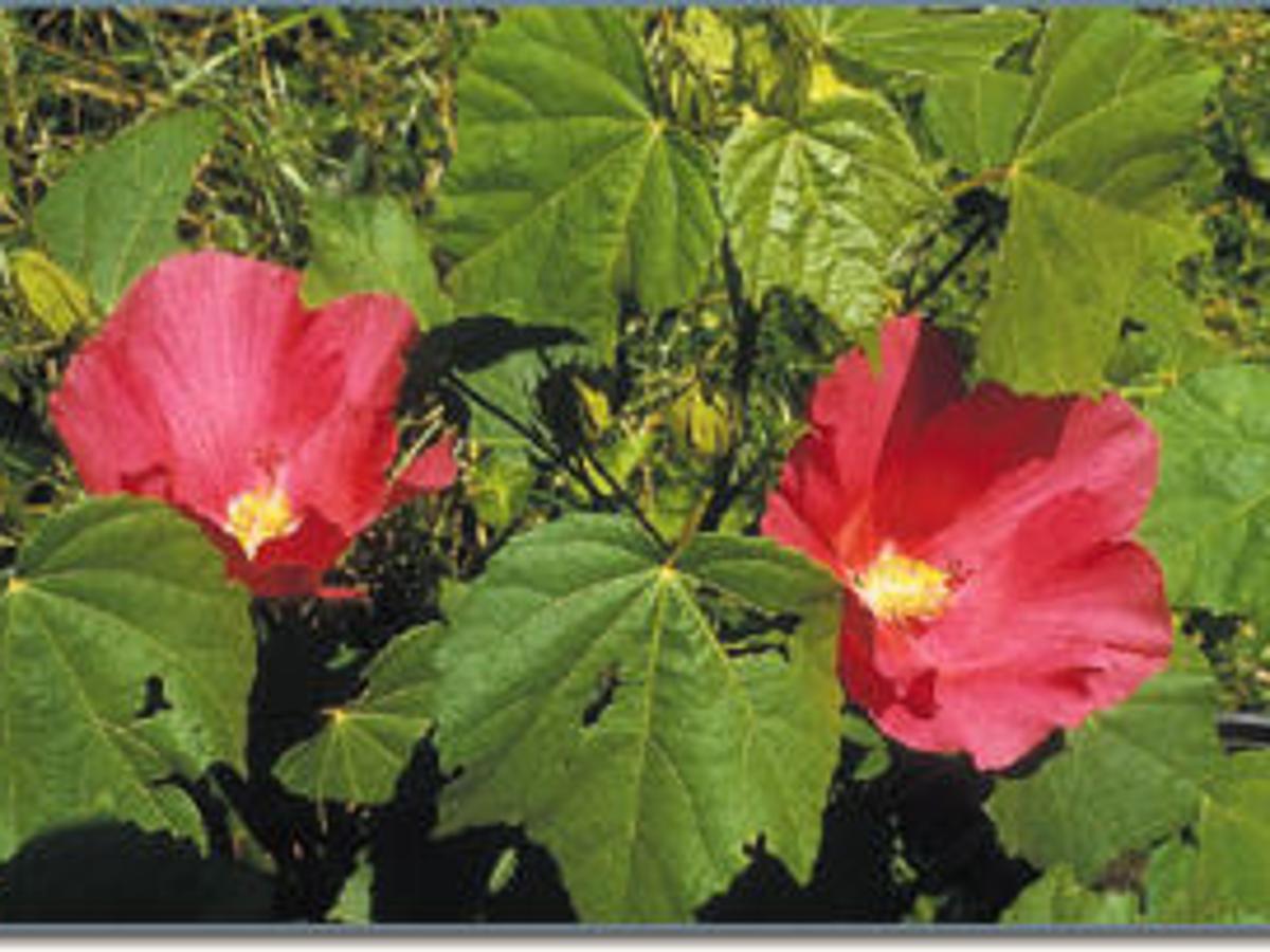 Garden World Confederate Rose A Gardener S Best Friend In Summer Archive Tulsaworld Com