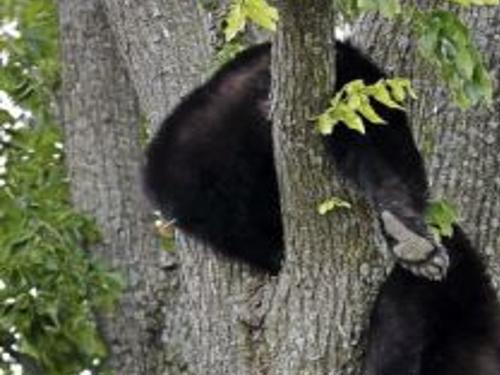 Black Bear Captured In Broken Arrow Taken To Wilder Environment For Release Local News Tulsaworld Com