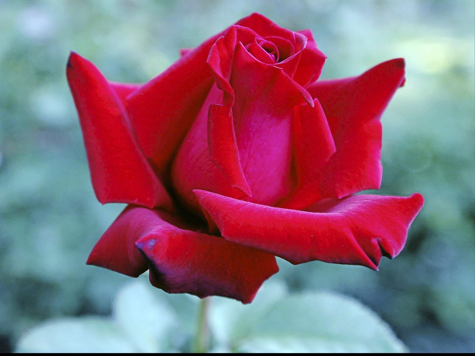 Preparing Roses For Wintry Weather Home Garden Tulsaworld Com