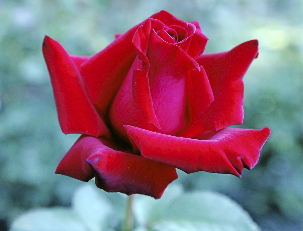 Preparing Roses For Wintry Weather Home Garden Tulsaworld Com