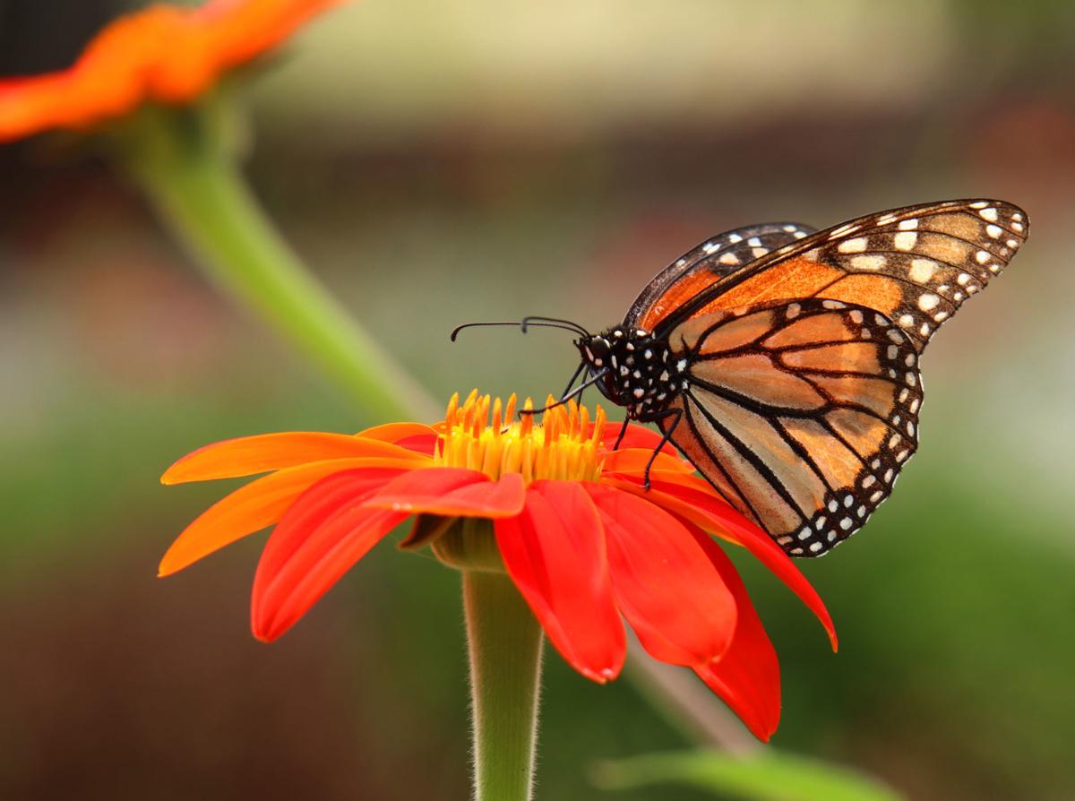 'It's all about the butterfly plants:' Monarch arrivals cue gardeners