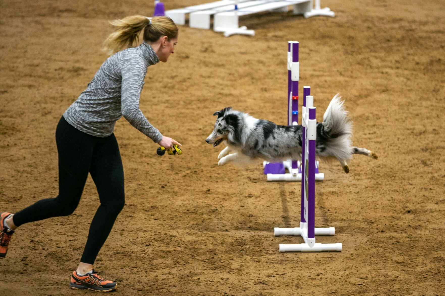 Akc shop agility course