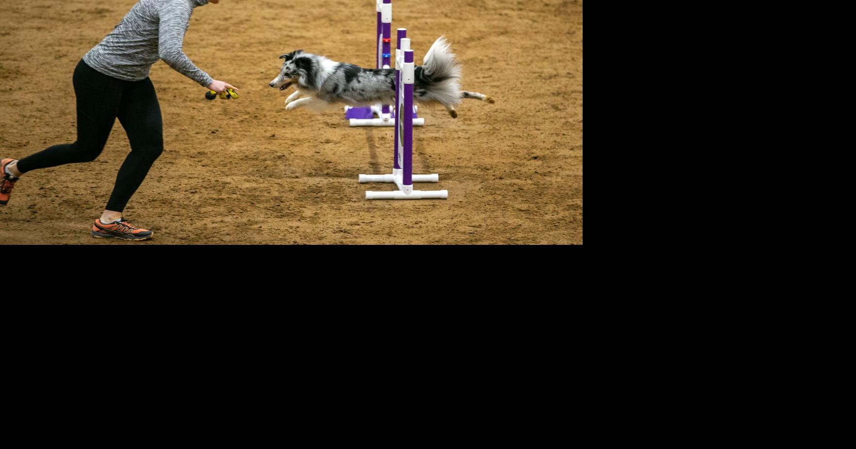 Tulsa hosts AKC National Agility Championship