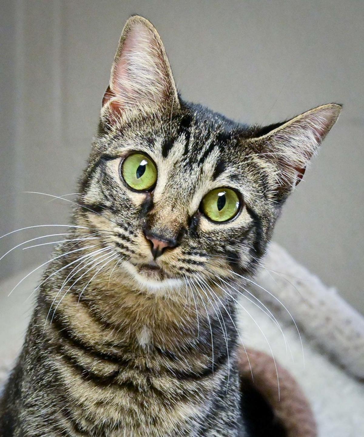 Pawsitively Adorable 87 Adoptable Dogs And Cats Looking For Love