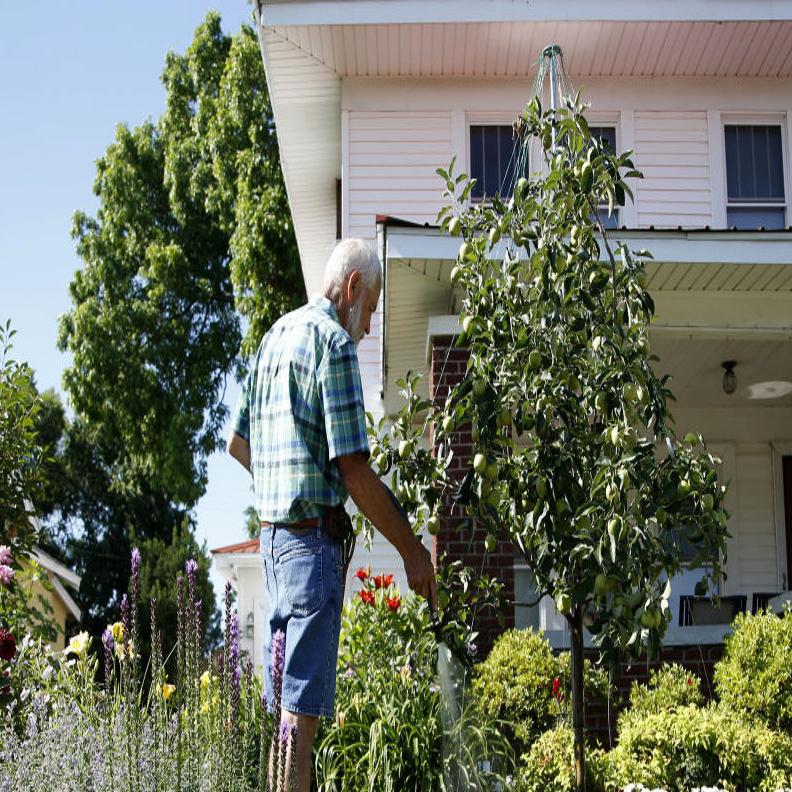Edible Garden Fills Backyard With Raised Beds Rows And Vines