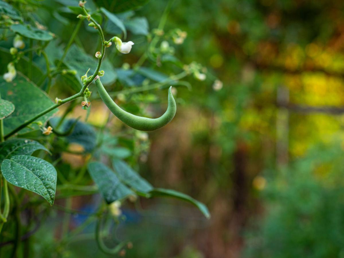 Master the Art of Growing Green Beans from Seed Garden OutDoor Hub