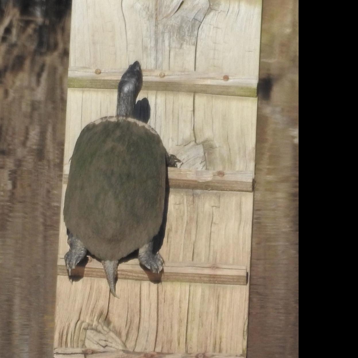 Nature Note What Do Turtles Do In Winter Latest News