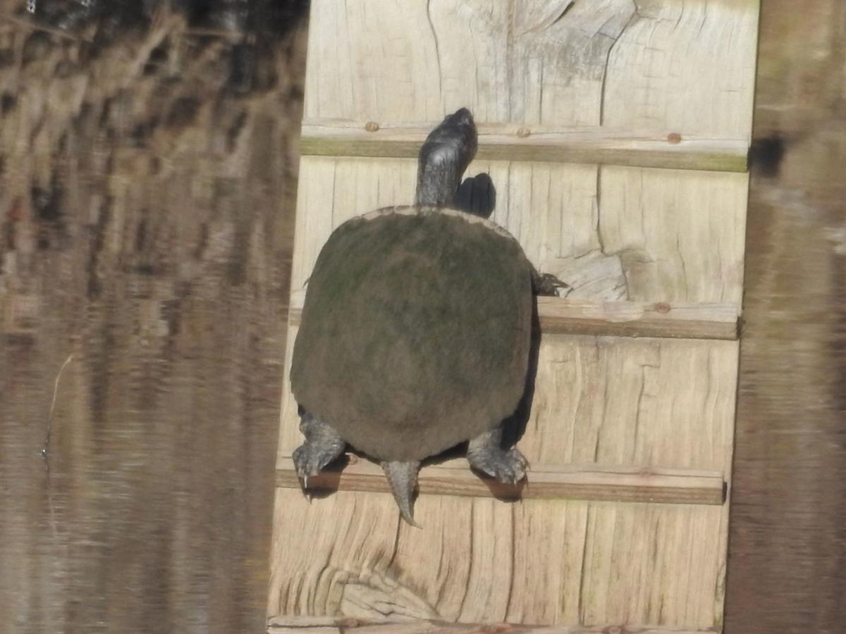 Nature Note What Do Turtles Do In Winter Latest News