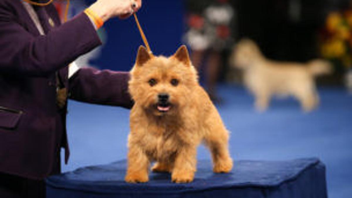 what to expect from the national dog show on thanksgiving in 2020 television tulsaworld com