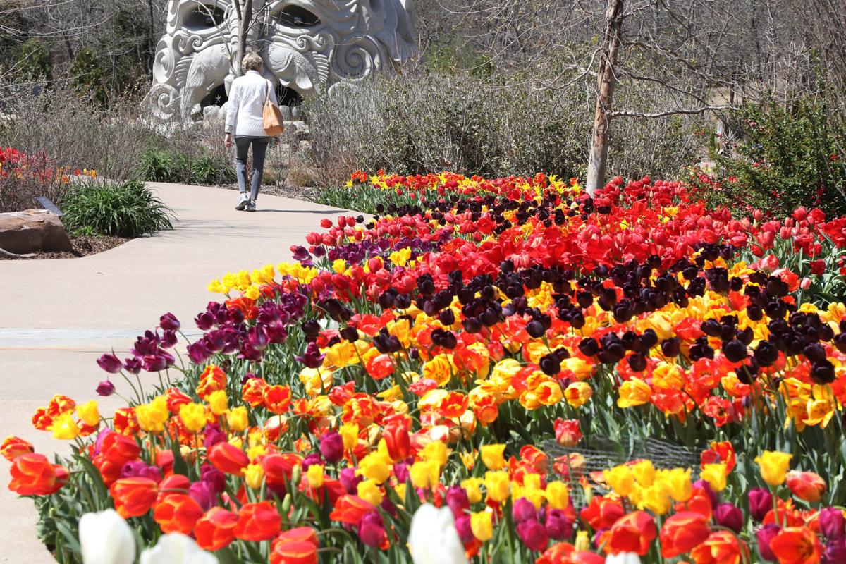 Photo gallery Tulips are in full bloom at Tulsa's Botanic Garden