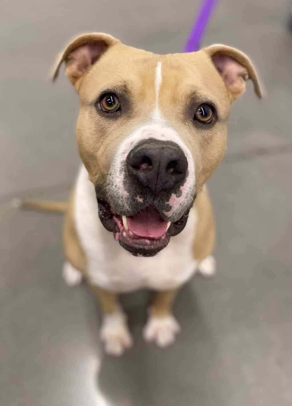 meet 45 adoptable dogs and cats looking