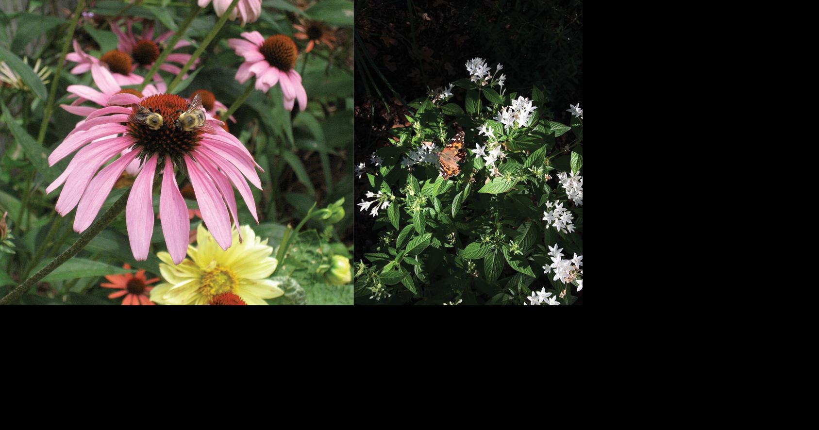 Master Gardener: Pollinator populations are declining. Here's what you can do to help