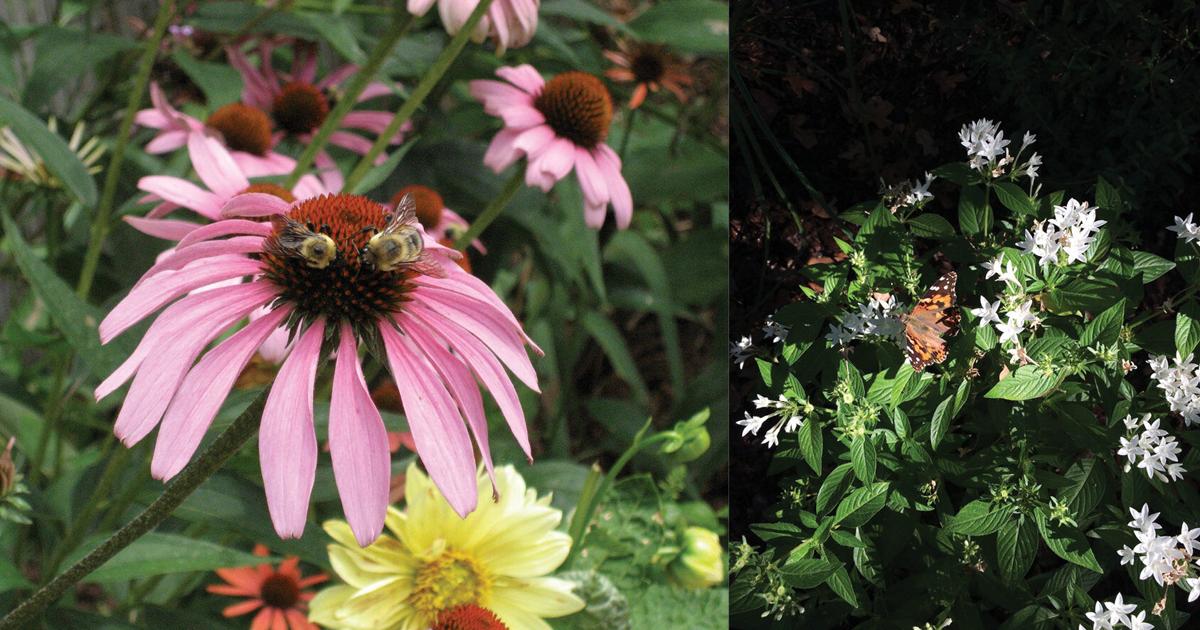 Master Gardener: Pollinator populations are declining. Here's what you can do to help
