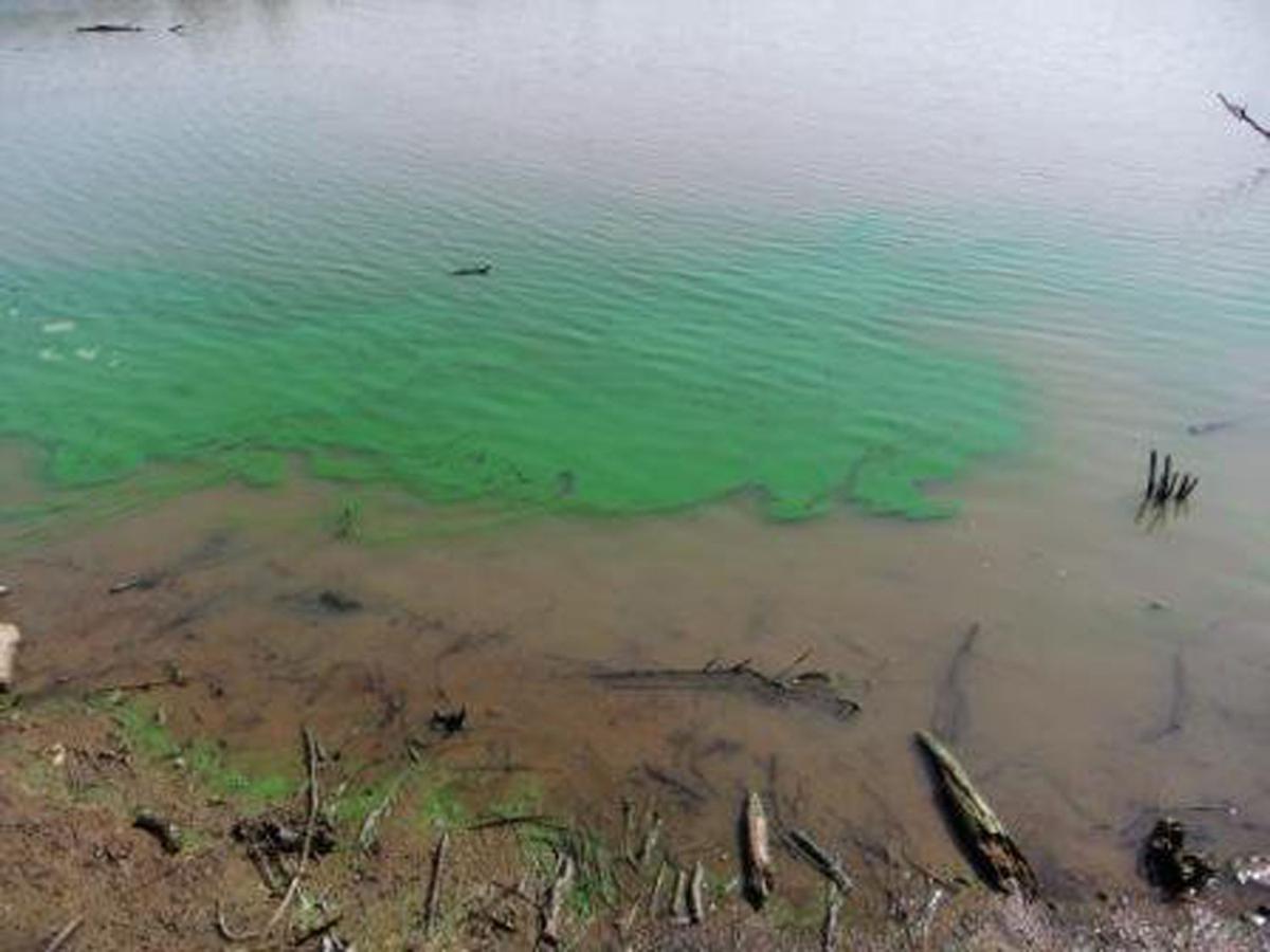 Algae