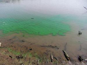 Blue-green algae conditions improve at Grand Lake, but advisories remain