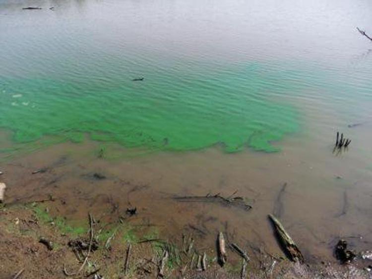 UPDATE GRDA confirms blue green algae bloom in Horse Creek arm of